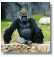 gorilla